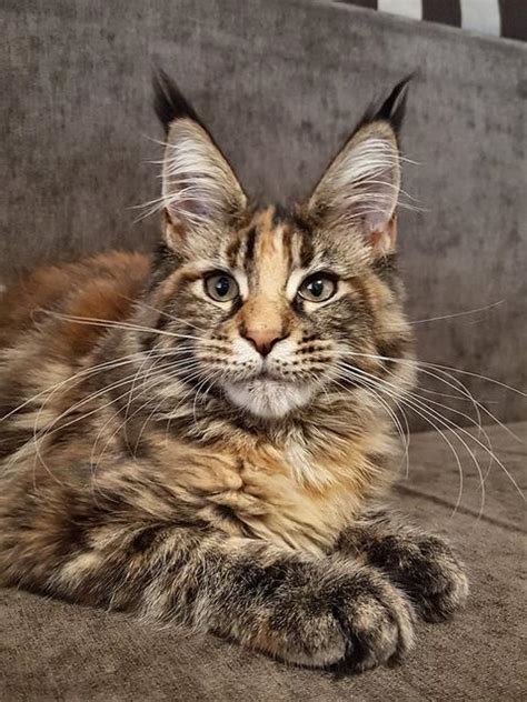 Maine Coon Rescue ― ADOPTIONS